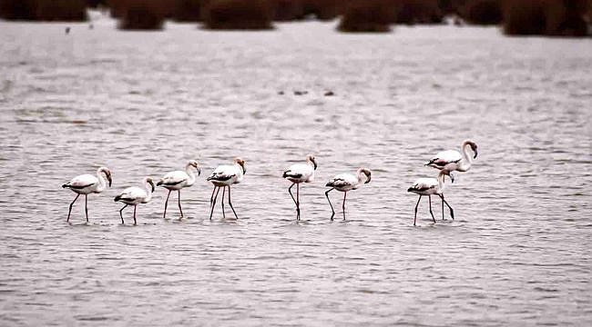 Flamingolardan Görsel Şölen