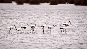 Flamingolardan Görsel Şölen