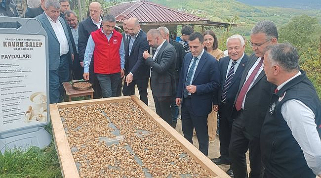 Kavak'ta Salep Hasadı Başladı...