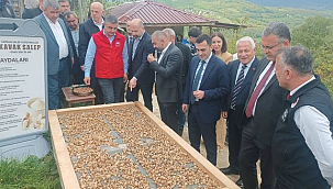 Kavak'ta Salep Hasadı Başladı...