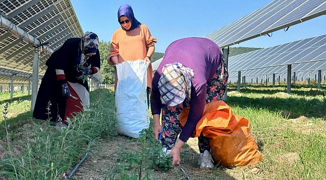 Ladik GES'te Agrivoltaik Tarımda Hasat Zamanı!