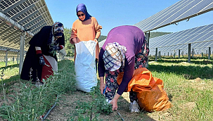 Ladik GES'te Agrivoltaik Tarımda Hasat Zamanı!