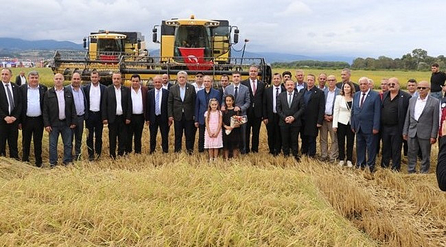 Alaçam'da Çeltik Hasadı Gerçekleştirildi!