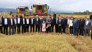 Alaçam'da Çeltik Hasadı Gerçekleştirildi!