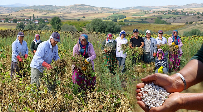 Büyükşehir Desteği İle Ladik Fasulyesinde Hasat Dönemi!