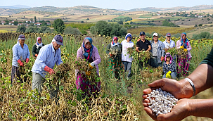 Büyükşehir Desteği İle Ladik Fasulyesinde Hasat Dönemi!