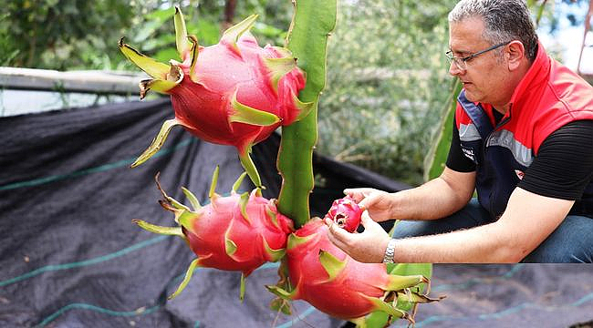 Çarşamba'da Alternatif Üretim Ejder Meyvesi