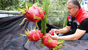 Çarşamba'da Alternatif Üretim Ejder Meyvesi