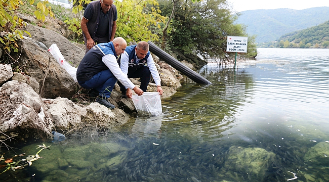 Samsun'da İç Sulara 2 Milyon 412 Bin Yavru Sazan Bırakılacak!
