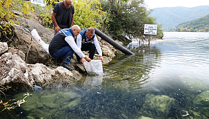 Samsun'da İç Sulara 2 Milyon 412 Bin Yavru Sazan Bırakılacak!