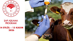Samsun'da Sonbahar Şap Aşılama Programı Başladı!