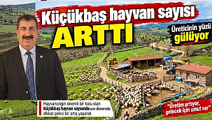 Türkiye'nin Hayvan Varlığı Artıyor, Üretime Devam!